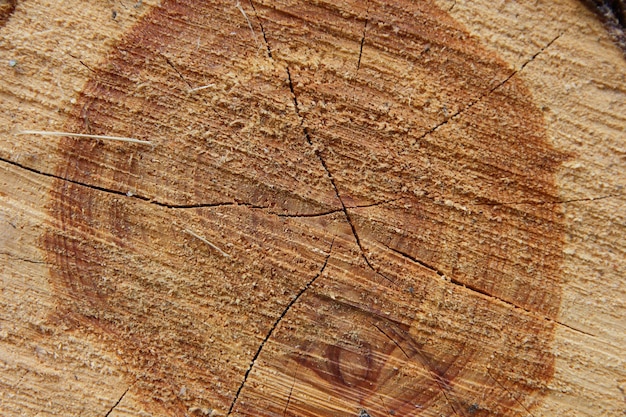 Stump of oak tree felled section of the trunk with annual rings Wood pattern Wooden cross section Wooden texture