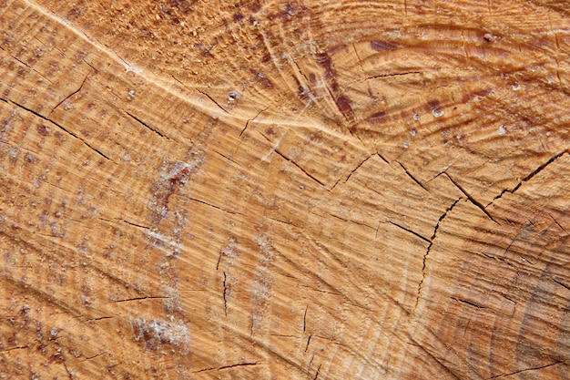 Stump of oak tree felled section of the trunk with annual rings Wood pattern Wooden cross section Wooden texture