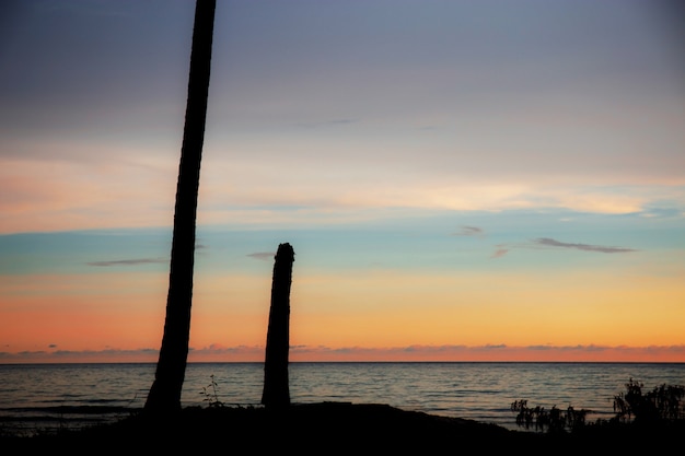 Stump palm tree at sunset.