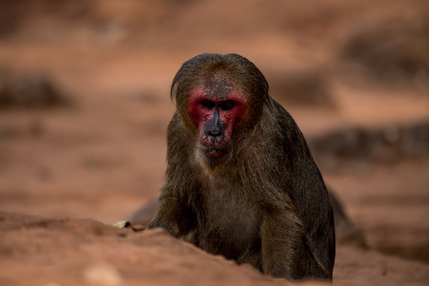 Stump tailed macaque, Bear macaque (Macaca arctoides)