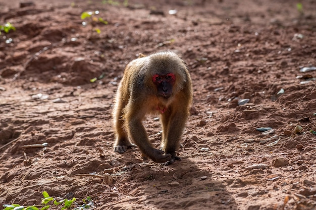 Stump tailed macaque, Bear macaque (Macaca arctoides)