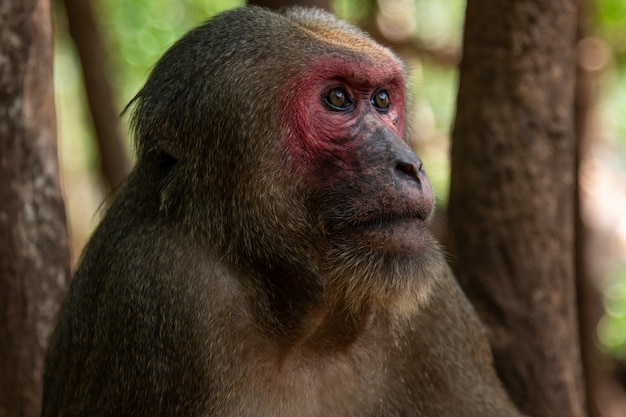 Stump tailed macaque, Bear macaque (Macaca arctoides)