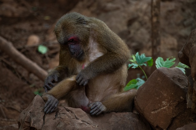 Stump tailed macaques resting on the rock in forest, Thailand