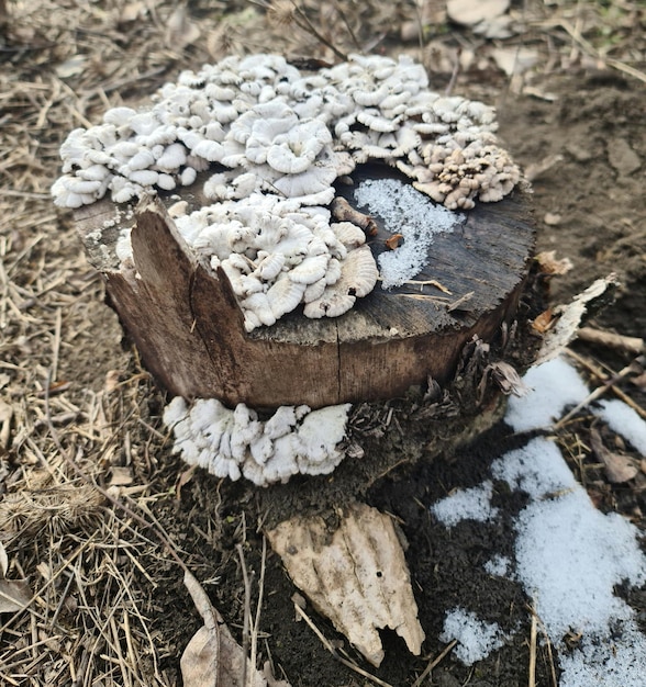 Stump with fungus