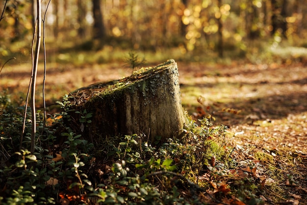 Photo stump with moss in the autumn forest, nature background.