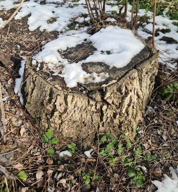 Stump