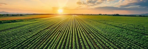 Stunning aerial view of vast green farmland at sunrise showcasing the beauty and cultivation of agricultural landscapes The image features rows of cropsa vibrant sky with cloudsand a peaceful