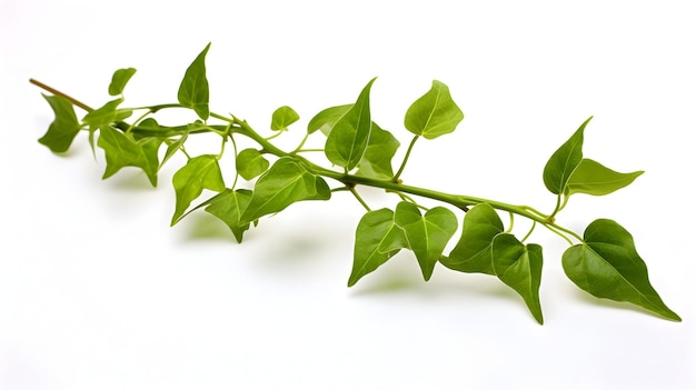 Stunning Close up of Vibrant Green Botanical Vine Against White Background