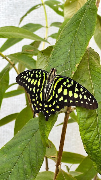 A stunning closeup photo of a patterned butterfly perched gracefully on vibrant flowers showing off