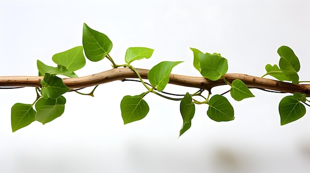 Stunning Closeup of Vibrant Botanical Vine with Lush Green Foliage