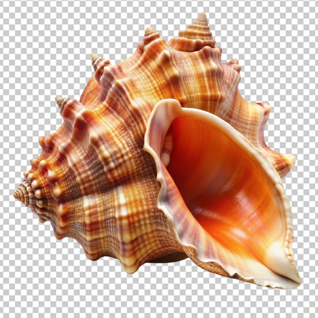 Stunning conch shell