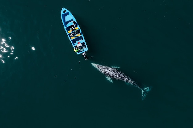 Stunning drone view of gray whale following boat with tourists