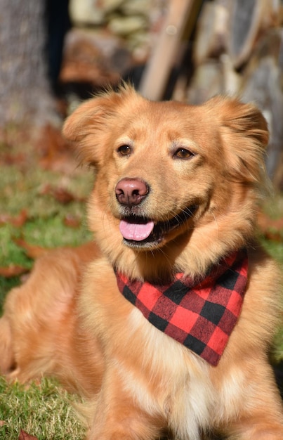 Stunning golden toller dog resting in the sunshine.