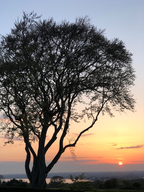 Stunning landscape with a beautiful tree at colorful sunset, Howth, county Dublin, Ireland