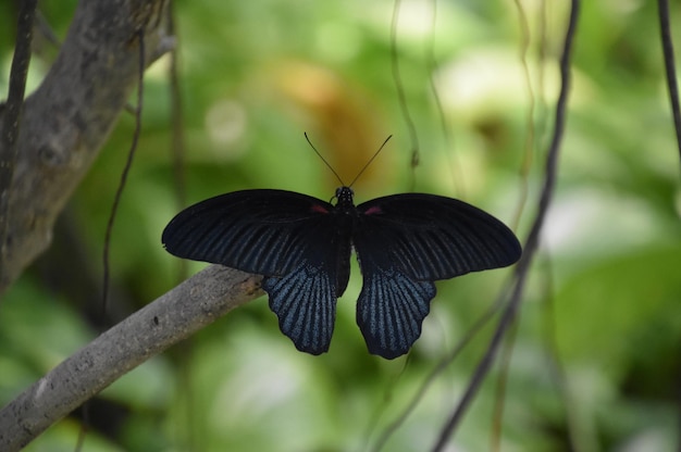 Stunning Male Mormon Butterfly on a Branch