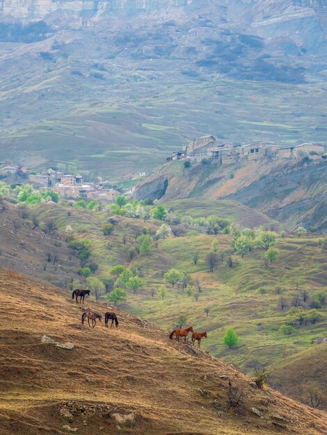 Stunning morning landscape with horses in the mountains. A herd of horses grazes on the mountainside. Summer morning rural landscape in Dagestan. Vertical view.