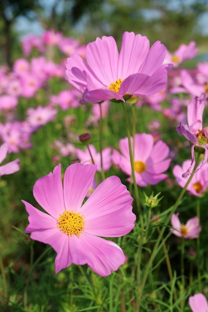 Stunning Pink Cosmos Flowers Blossoming in the Field