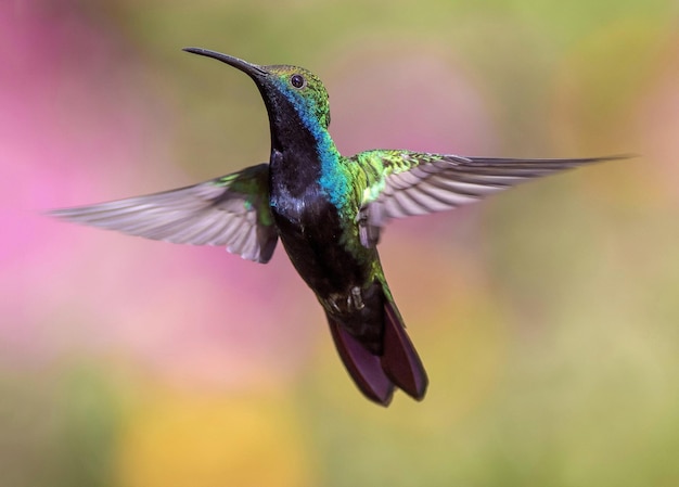 A Stunning Portrait of Natures Most Beautiful Bird