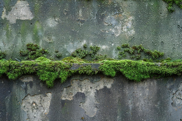 Stunning presenting moss growth on concrete wall vivid green colors