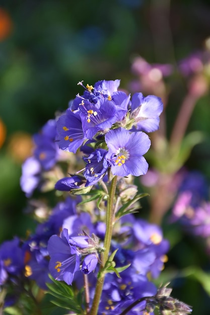 Stunning Purple Delphinium Flowers in Bloom in a Garden