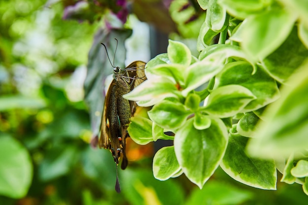 Stunning side profile of beautiful butterfly on plants