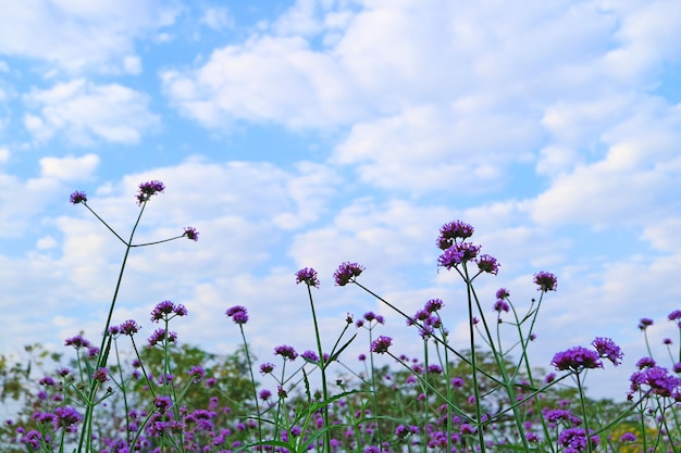 Stunning Verbena Bonariensis or Purpletop Vervain Field against Morning Sky