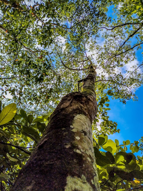 Stunning view of a trunk of the jack tree with a beautiful sky through leaves