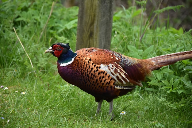 Stunning Wild Male Pheasant in the Springtime