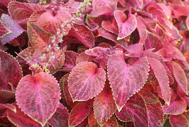 Stunning Wizard Velvet Red Coleus Plants Growing at the Backyard