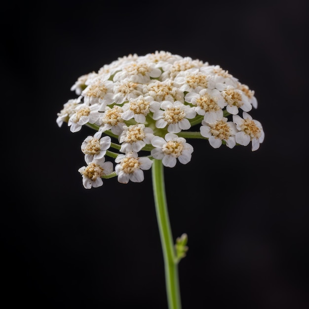 Stunning Yarrow Flower In High Definition