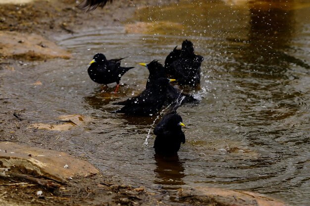 Sturnus unicolor - The black starling is a species of passerine bird in the Sturnidae family. 