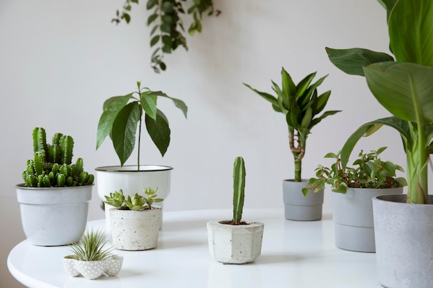 Stylish and botany composition of home garden filled a lot of plants in different pots on the white table White background walls Plants love Spring blossom Template