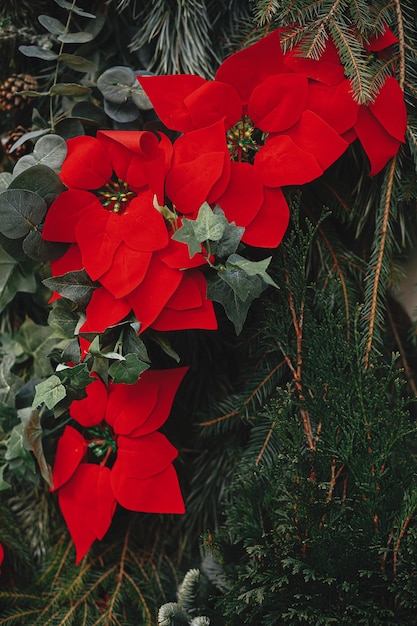 Stylish christmas fir branches with baubles and poinsettia close up on building exterior Modern christmas decor in city street christmas star flower Winter holidays in Europe Merry Christmas