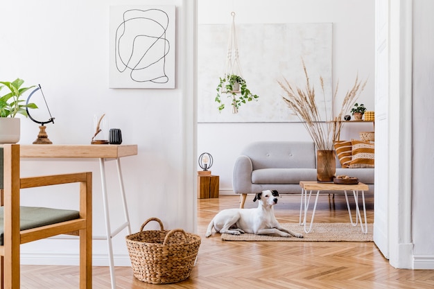 Stylish composition of creative cozy spacious apartment interior with grey sofa, coffee table, plants, carpet, dog and accessories.