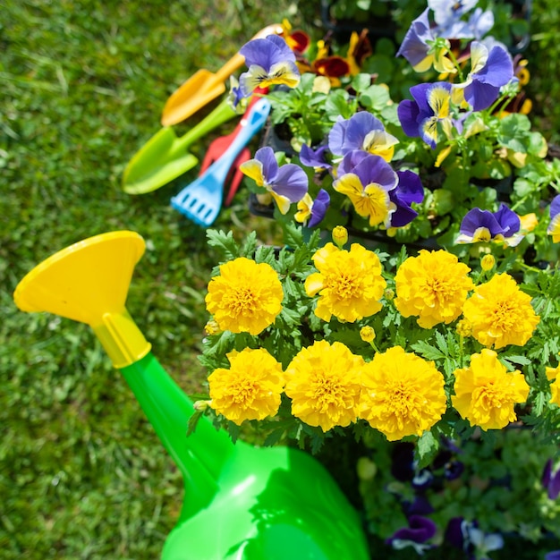 Stylish concept of gardening, planting planning, floriculture. Bright yellow and red flowers, rubber boots and watering can