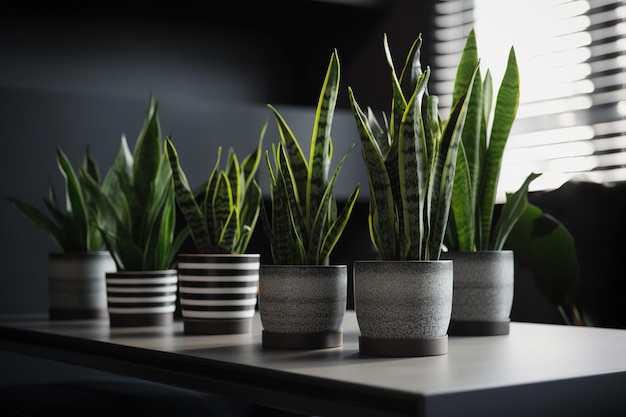 Stylish Indoor Arrangement of Snake Plants Natural and Elegant