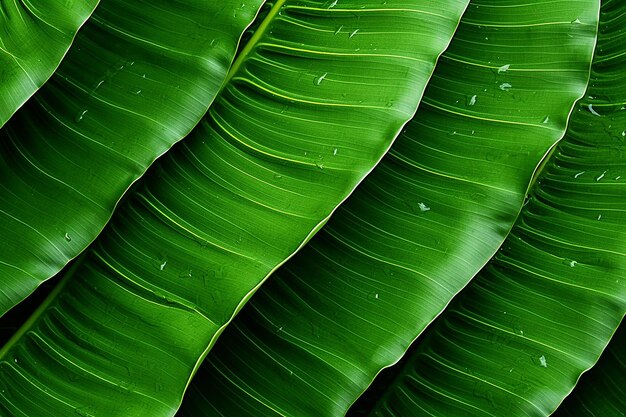 Stylish Minimalist Leaf Pattern Simplicity