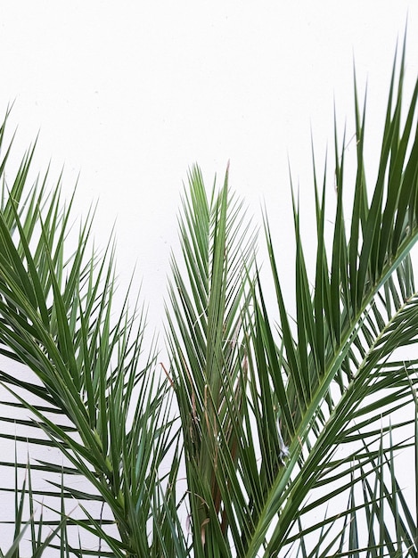 Stylish palm on white wall Minimal aesthetic plant background