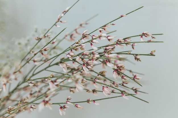 Stylish spring flowers on background of rustic wall Retama monosperma pink flowers close up Floral greetings Modern bouquet