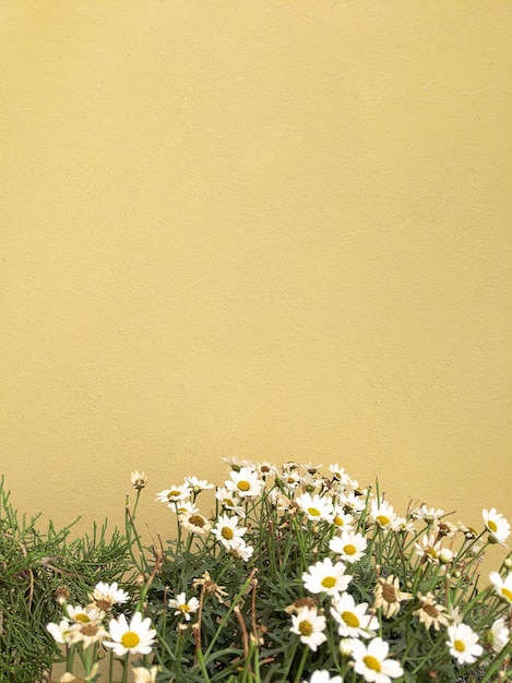 Stylish summer plants wallpaper White Chamomile on the background city wall