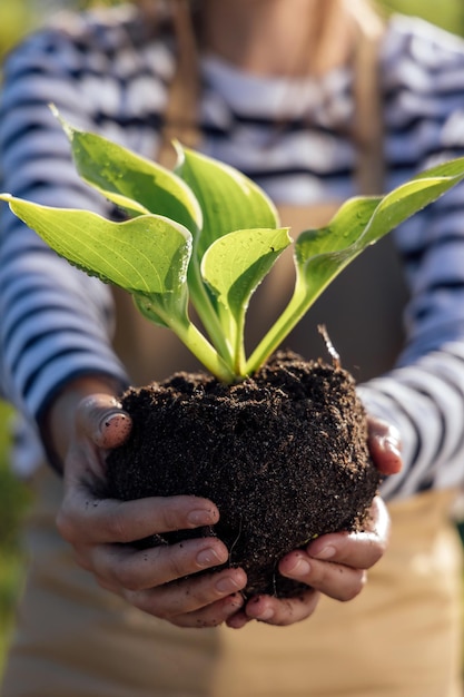 Stylish young womangardener holding a plant before planting in garden