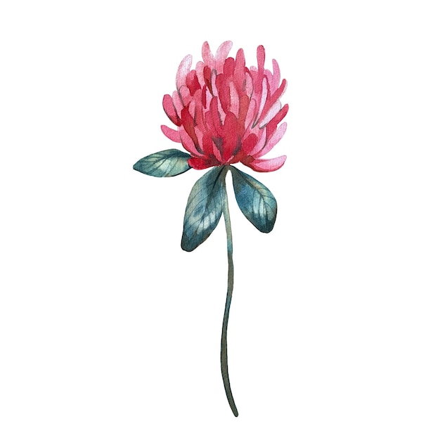 Stylized pink clover flower isolated on white background Watercolor illustration drawn by hand