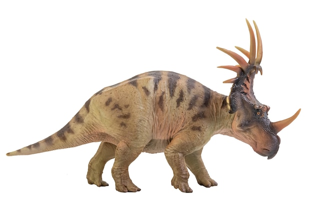 Styracosaurus Dinosaur on isolate background