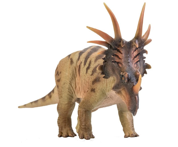 Styracosaurus Dinosaur on isolate background