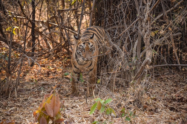 Subadult Cub of Lara coming out from bushes Summer Bamboo Forest Wild Tiger Sighting in Tadoba