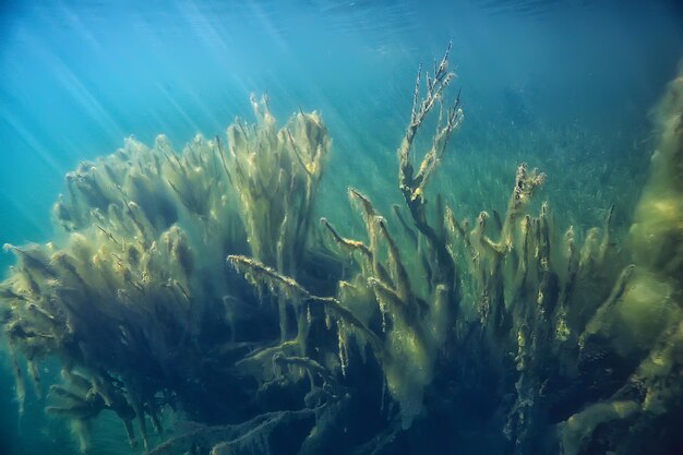 submerged trees flooded underwater / lake fresh jungle water ecology beautiful landscape