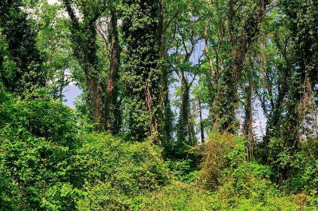 Subtropical liana forest in the delta of the Samur River