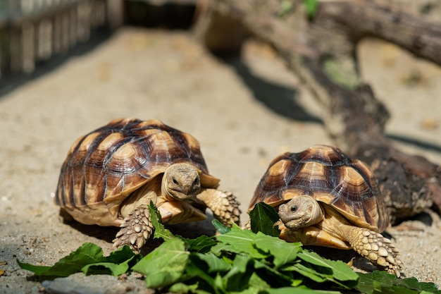 Sucata tortoise eating vegetables with nature background