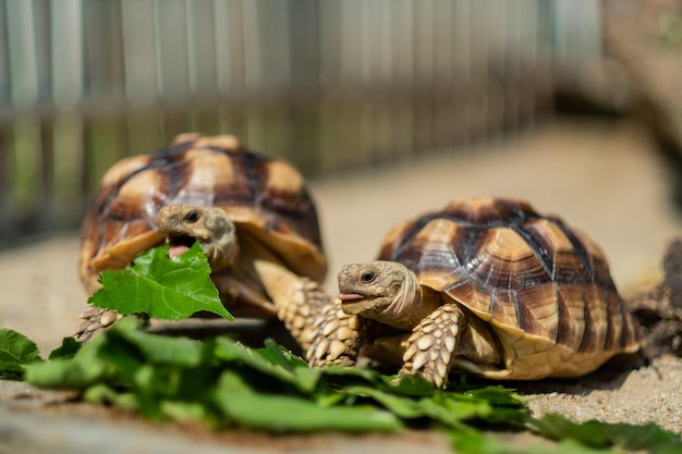 Sucata tortoise eating vegetables with nature background