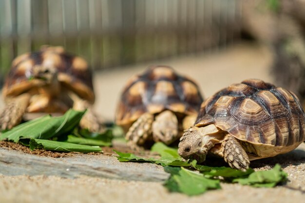 Sucata tortoise eating vegetables with nature background